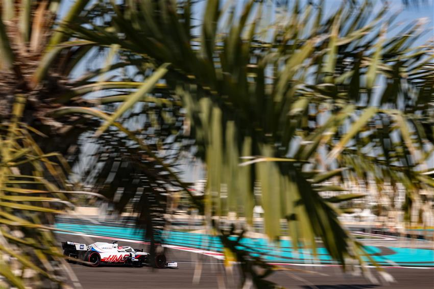 Palm tree at Yas Marina Circuit